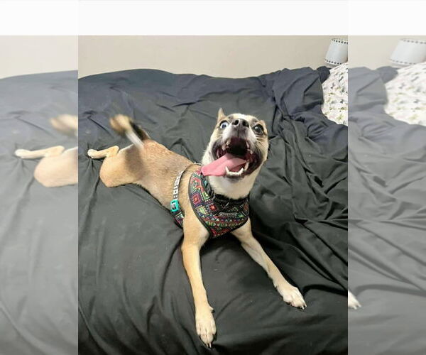 Medium Photo #2 Mutt Puppy For Sale in Princeton, MN, USA