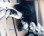 Small Photo #8 German Shepherd Dog Puppy For Sale in IONIA, MI, USA