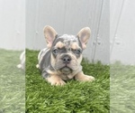 Small Photo #25 French Bulldog Puppy For Sale in WOODLAND HILLS, CA, USA