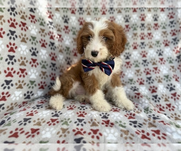 Medium Photo #9 Cavapoo (Miniature) Puppy For Sale in LAKELAND, FL, USA