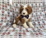 Small #8 Cavapoo (Miniature)