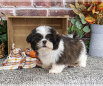 Small #3 Shih Tzu