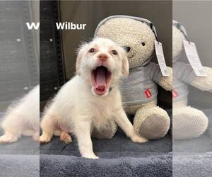 Cheagle Dogs for adoption in Turlock, CA, USA