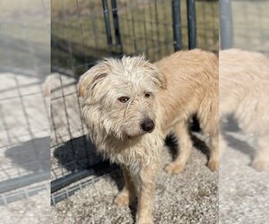 Border Terrier-Unknown Mix Dogs for adoption in Bolivar, MO, USA