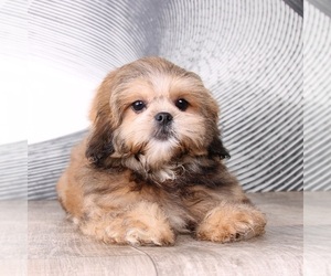 Shih-Poo Puppy for sale in WESTPOINT, IN, USA
