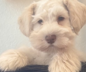 Medium Schnauzer (Miniature)
