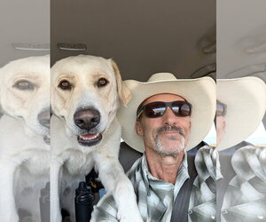 Lady - Female Labrador Retriever Dog for Adoption - Photo #4