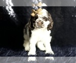 Puppy Applejack AKC Cocker Spaniel