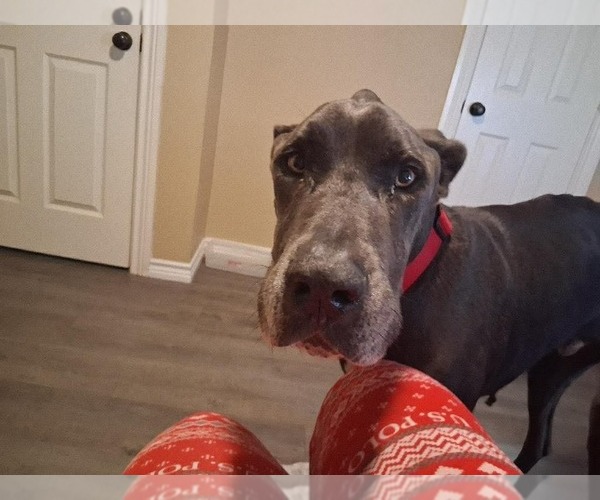 Medium Photo #4 Great Dane Puppy For Sale in Bullard, TX, USA