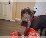 Small #3 Great Dane