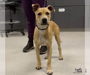 Wiggles - Female Labrador Retriever-Unknown Mix Dog for Adoption - Photo #2