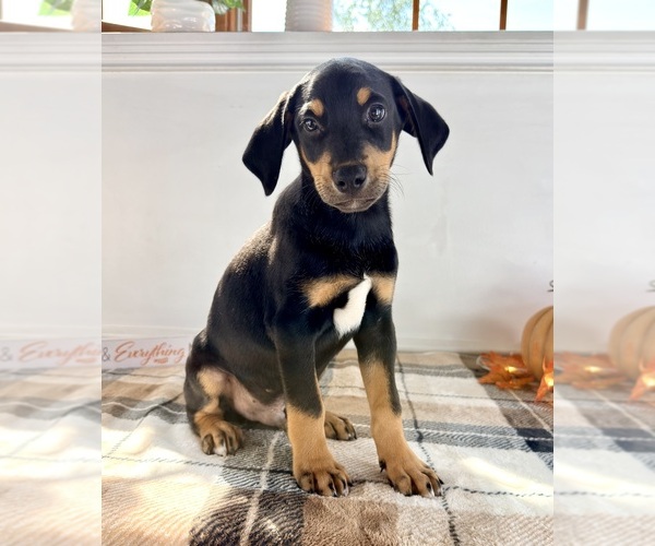 Medium Photo #1 Doberman Pinscher Puppy For Sale in GREENFIELD, IN, USA