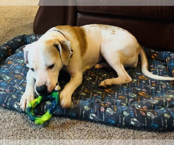 Medium Photo #2 Mutt Puppy For Sale in Germantown, OH, USA