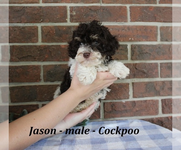 Medium Photo #2 Cockapoo (Miniature) Puppy For Sale in CLARKRANGE, TN, USA