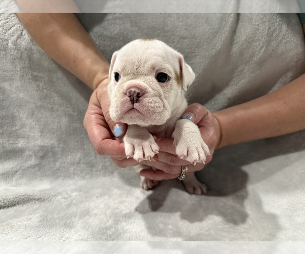 Medium Photo #21 English Bulldog Puppy For Sale in EVEREST, KS, USA