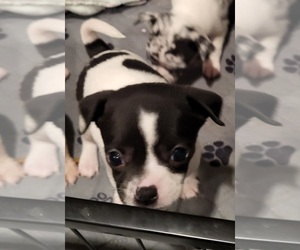 Chihuahua Puppy for sale in BLUE RIVER, WI, USA