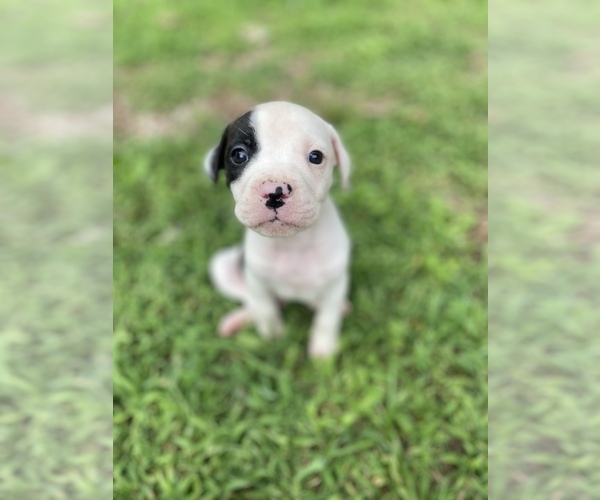 Medium Photo #1 American Bulldog Puppy For Sale in WINTERVILLE, GA, USA