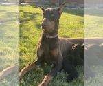 Small Photo #2 Doberman Pinscher Puppy For Sale in JACKSON CENTER, OH, USA