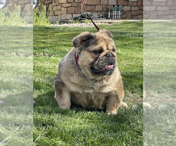 Medium Photo #4 English Bulldog Puppy For Sale in LANCASTER, CA, USA