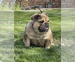 Small #3 English Bulldog