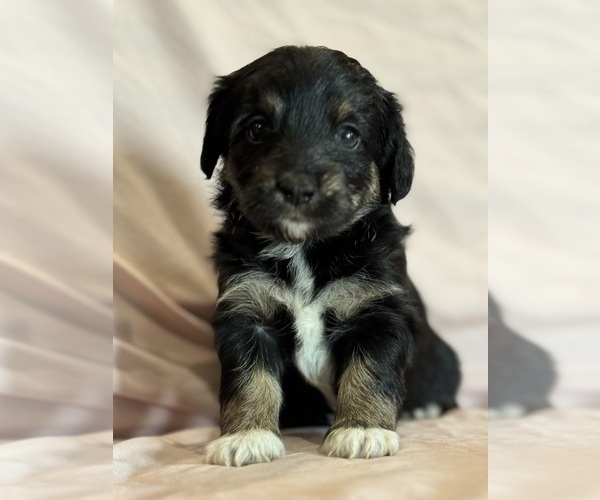 Medium Photo #8 Corgipoo Puppy For Sale in LONGMONT, CO, USA