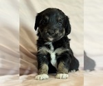 Song - Female Corgipoo Puppy for Sale - Photo #8
