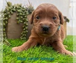 Image preview for Ad Listing. Nickname: Litter of 10