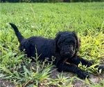 Small #1 Goldendoodle