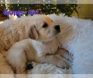 English Cream Golden Retriever Puppy for Sale in CALDWELL, Idaho USA