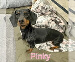 Small #2 Dachshund