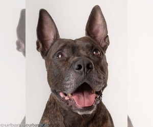 Mutt Dogs for adoption in Tampa, FL, USA