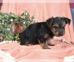 Small Photo #3 Yorkshire Terrier Puppy For Sale in BALTIC, OH, USA
