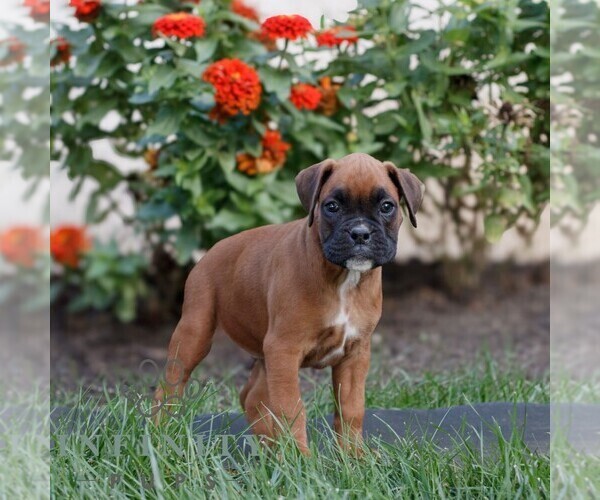 Medium Photo #3 Boxer Puppy For Sale in HONEY BROOK, PA, USA