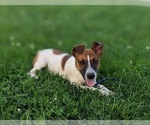 Small Photo #3 Jack Russell Terrier Puppy For Sale in QUARRYVILLE, PA, USA