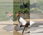 Small #8 Rat Terrier Mix