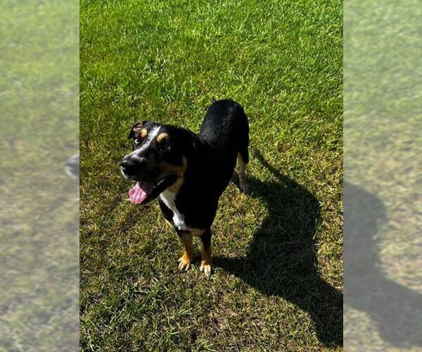 Medium Photo #1 Mutt Puppy For Sale in Grovetown, GA, USA