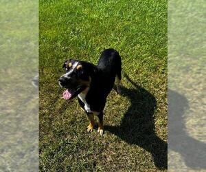 Mutt Dogs for adoption in Grovetown, GA, USA