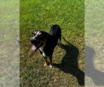 Small Mutt
