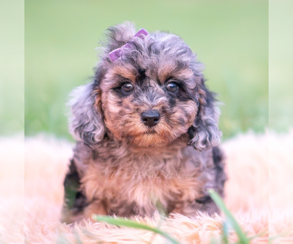 Medium Photo #31 Poodle (Toy) Puppy For Sale in WARSAW, IN, USA