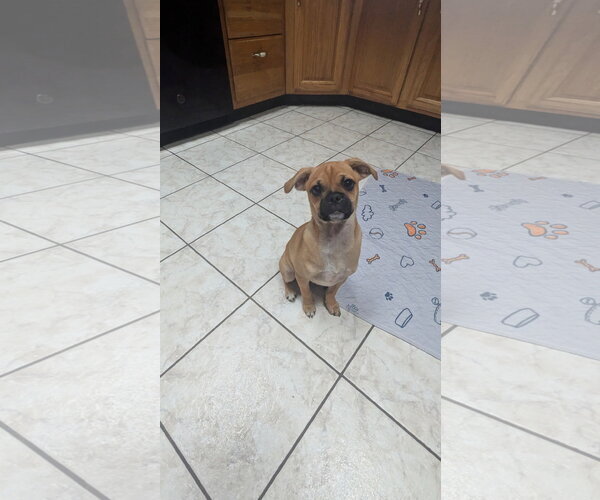 Medium Photo #2 Pug-Unknown Mix Puppy For Sale in Morganville, NJ, USA