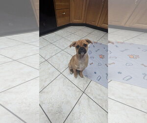 Viana - Female Pug-Unknown Mix Dog for Adoption - Photo #2