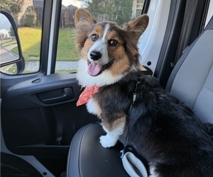 Father of the Pembroke Welsh Corgi puppies born on 03/24/2026