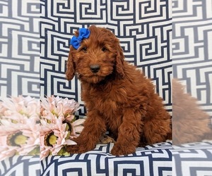 Irish Setter-Poodle (Miniature) Mix Puppy for sale in CONOWINGO, MD, USA