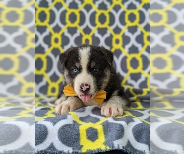 Medium Photo #6 Labrador Retriever-Sharberian Husky Mix Puppy For Sale in LINCOLN UNIV, PA, USA