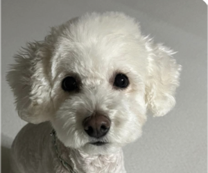 Bichon Frise Dogs for adoption in San Ramon, CA, USA