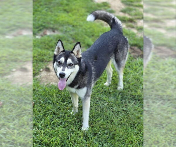 Medium Photo #2 Siberian Husky-Unknown Mix Puppy For Sale in Woodsfield, OH, USA