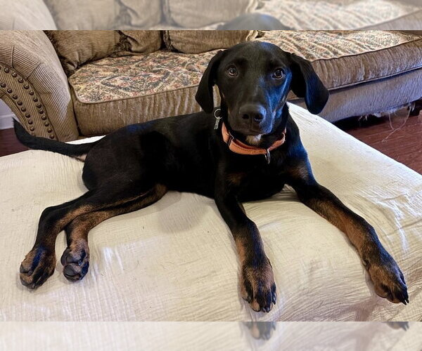 Medium Photo #5 Mutt Puppy For Sale in Boston, MA, USA