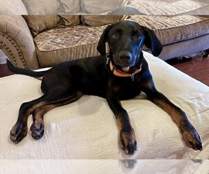 Jonesy Fortnite - Male Mutt Dog for Adoption - Photo #5