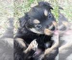Small Photo #62 Miniature Australian Shepherd Puppy For Sale in SIGNAL MOUNTAIN, TN, USA