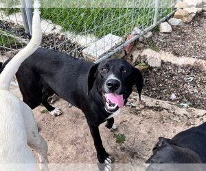 Labbe Dogs for adoption in Tracy City, TN, USA